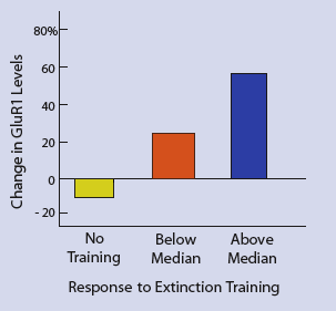 Stronger Training Response Correlates With Higher Receptor Levels - Graph