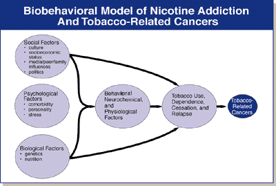 Biobehavioral model of nicotine addiction and tobacco related cancers